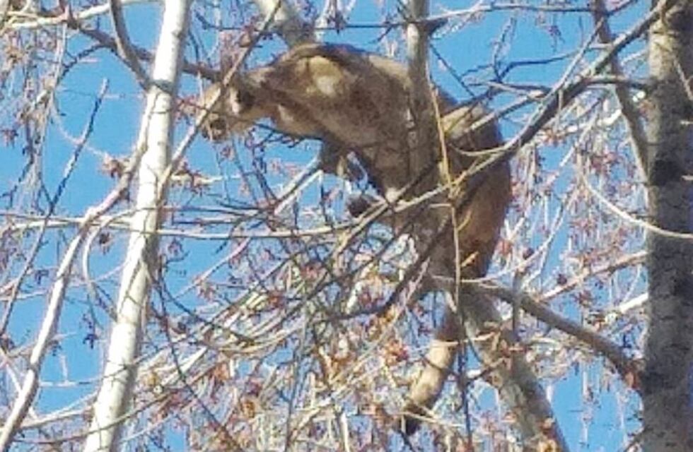 Video: operativo para bajar a un puma atrapado en un árbol