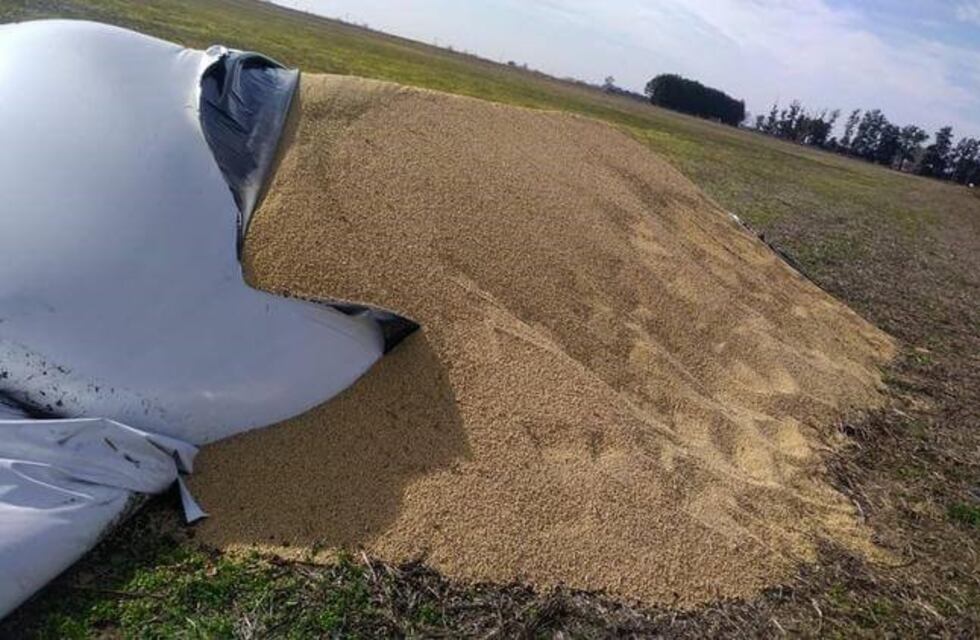 Denuncian rotura de silobolsas luego del banderazo por la intervención de Vicentin