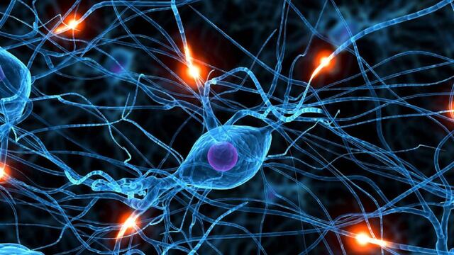 Nuevos mecanismos de conexiones entre neuronas