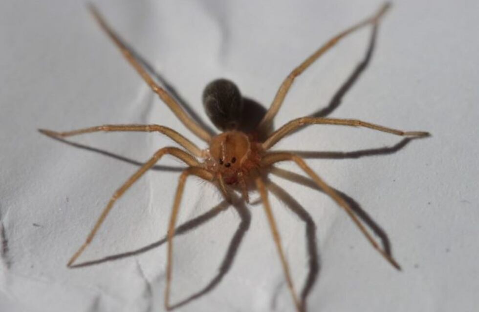 Una araña venenosa mató a un chico de 15 años en Misiones
