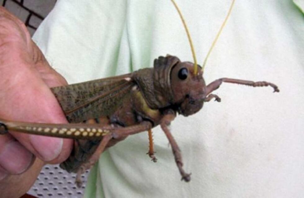El Senasa alertó sobre una plaga de langostas en Chubut