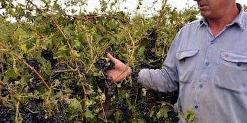 Hasta el 31 de agosto hay tiempo de adherir al Seguro Agrícola.