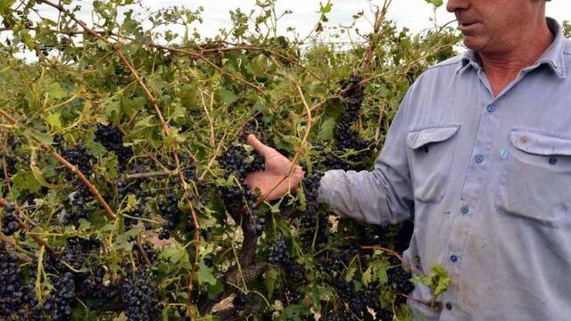 Hasta el 31 de agosto hay tiempo de adherir al Seguro Agrícola.