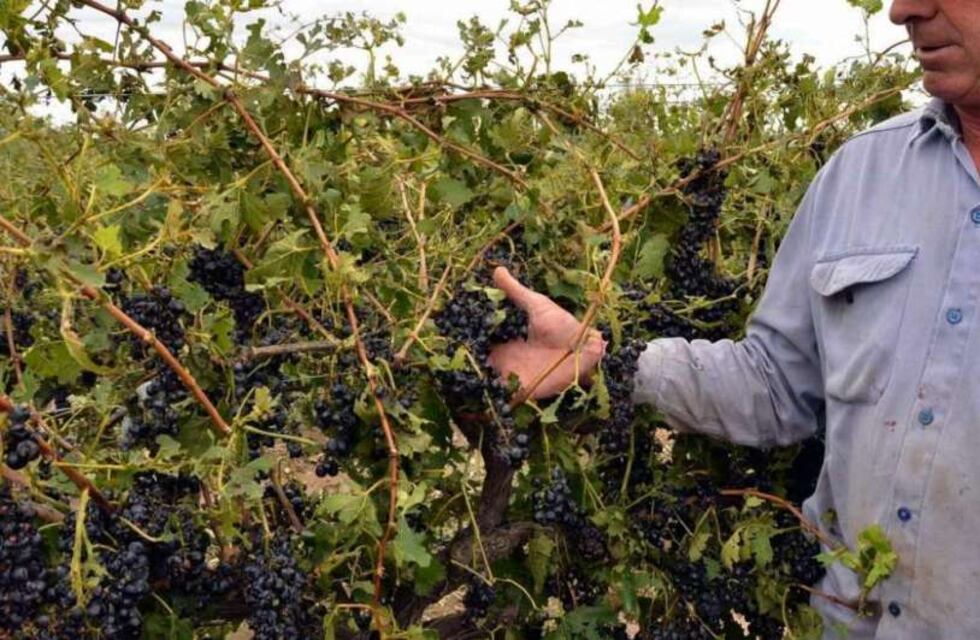 Este martes vence el plazo para adherir al Seguro Agrícola