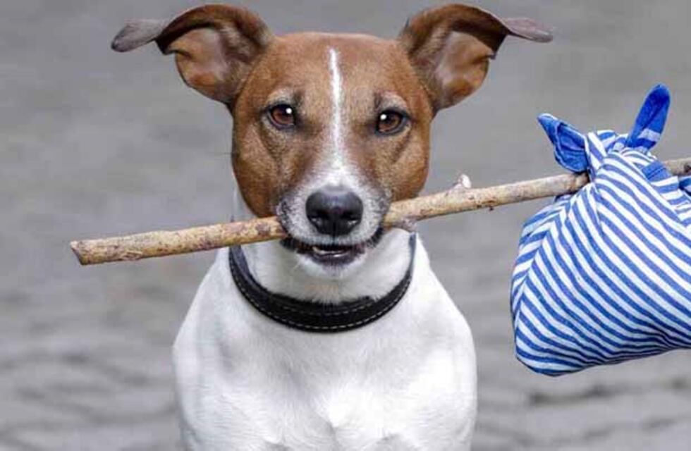 Nueva jornada de adopción canina en Carlos Paz