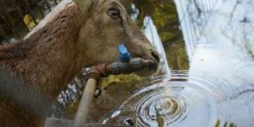 Este au00f1o murieron mu00e1s de 70 animales en el Zoo de Mendoza.
