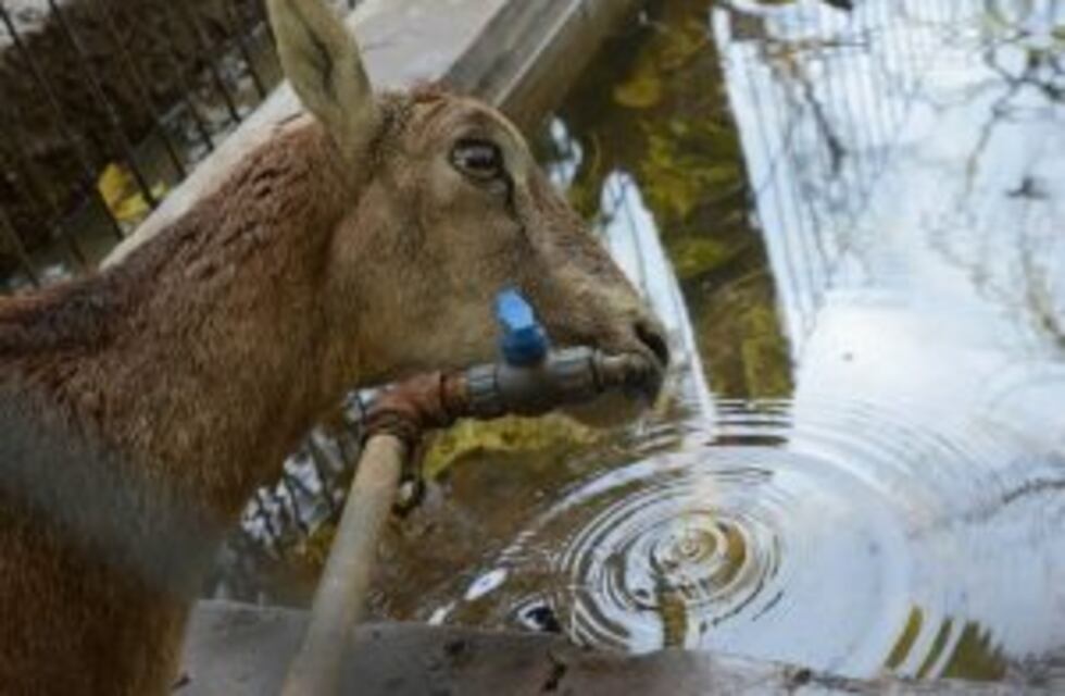 Diputados aprobó la creación de un ecoparque que reemplace al zoológico
