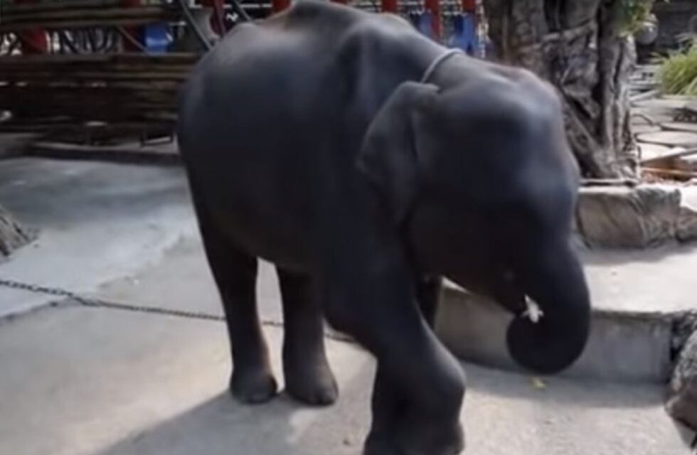 El elefante bebé que obligaron a bailar hasta morir