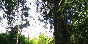Bosque Puerto Leoni\u002E