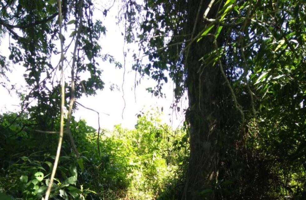 Puerto Leoni: la caída de un árbol le provocó la muerte a un hombre