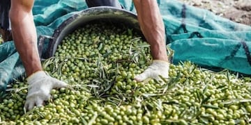 Cosecha de aceitunas