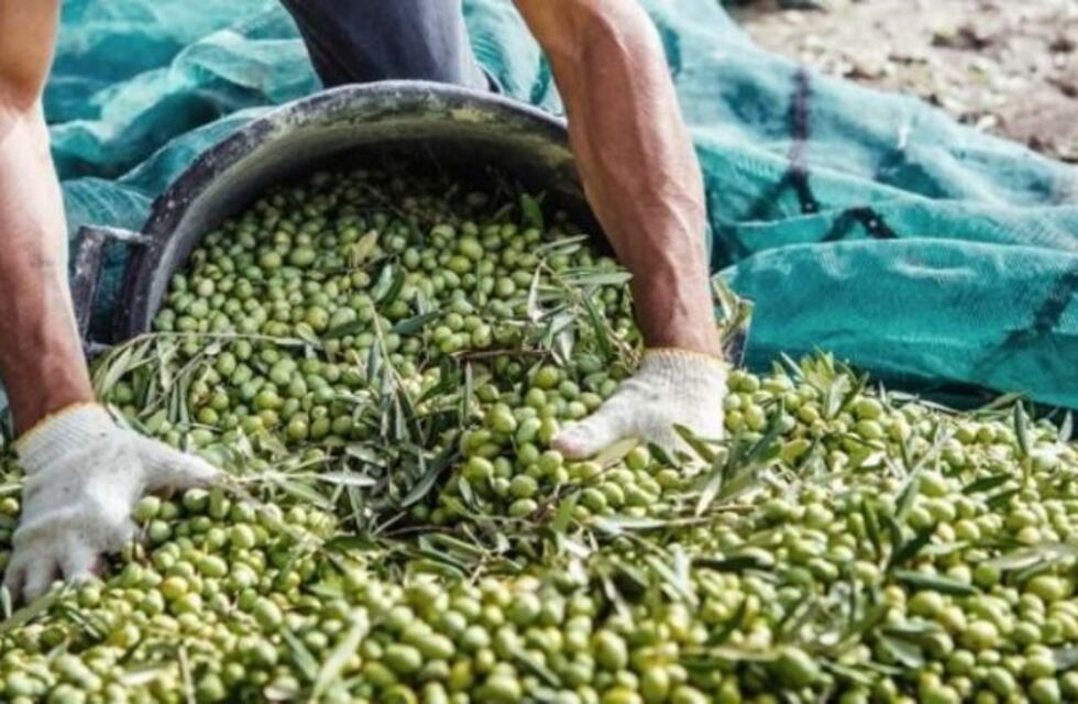 Analizan la situación de los migrantes para la cosecha de aceituna