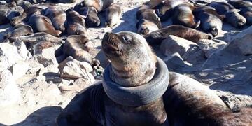 Lobo marino con un neumático en Mar del Plata\u002E