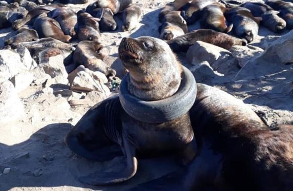 Indignación: apareció un lobo marino con un neumático en el cuello en Mar del Plata