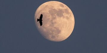 Este domingo 9 se podrá ver la primer Superluna del 2020