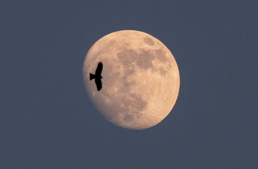Este domingo 9 se podrá ver la primer Superluna del 2020