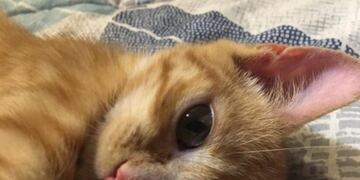 Mac'n'Cheez, el gatito que conmovió a todos\u002E (Facebook)