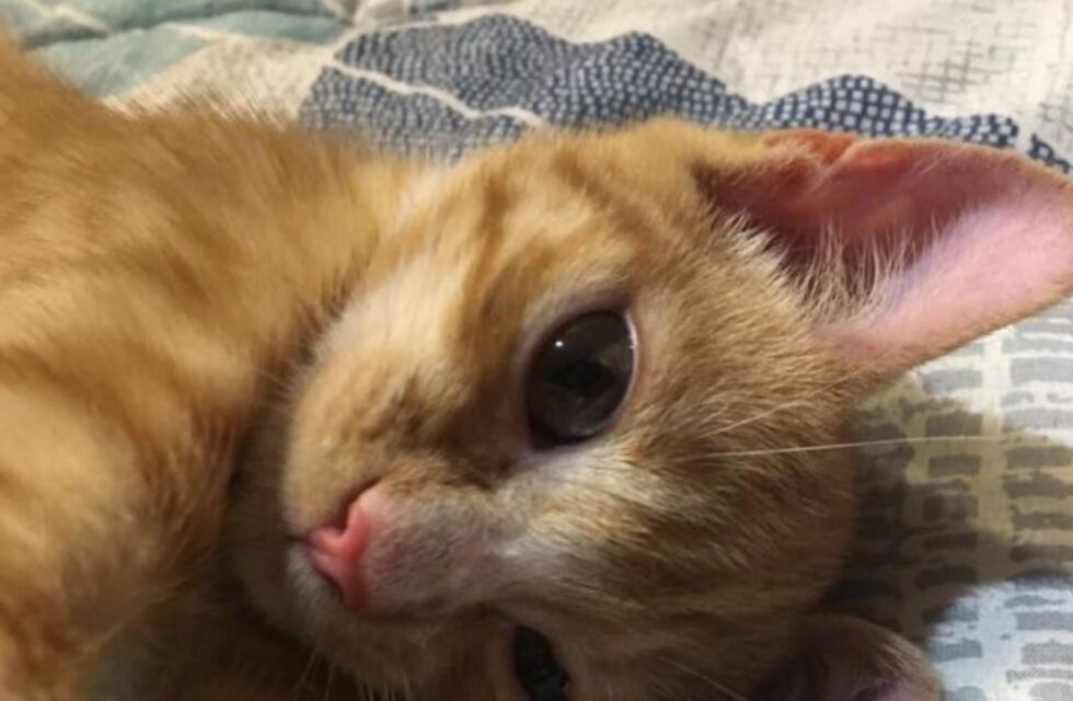 La impactante evolución de un gatito parapléjico, que hoy juega, salta y enternece al mundo