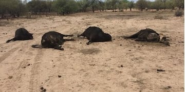 Vacas muriendo de sed