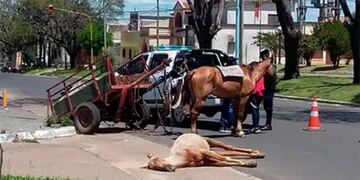 Una jueza deberá definir, en horas, si se hace o no la consulta por la sustitución de la tracción a sangre
