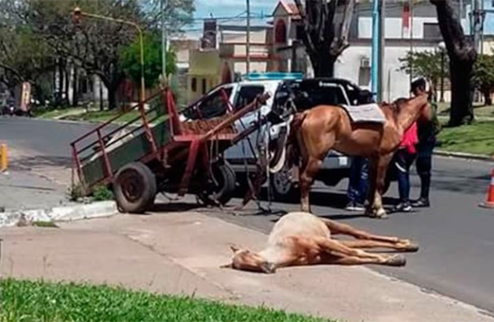 Una jueza deberá definir, en horas, si se hace o no la consulta por la sustitución de la tracción a sangre