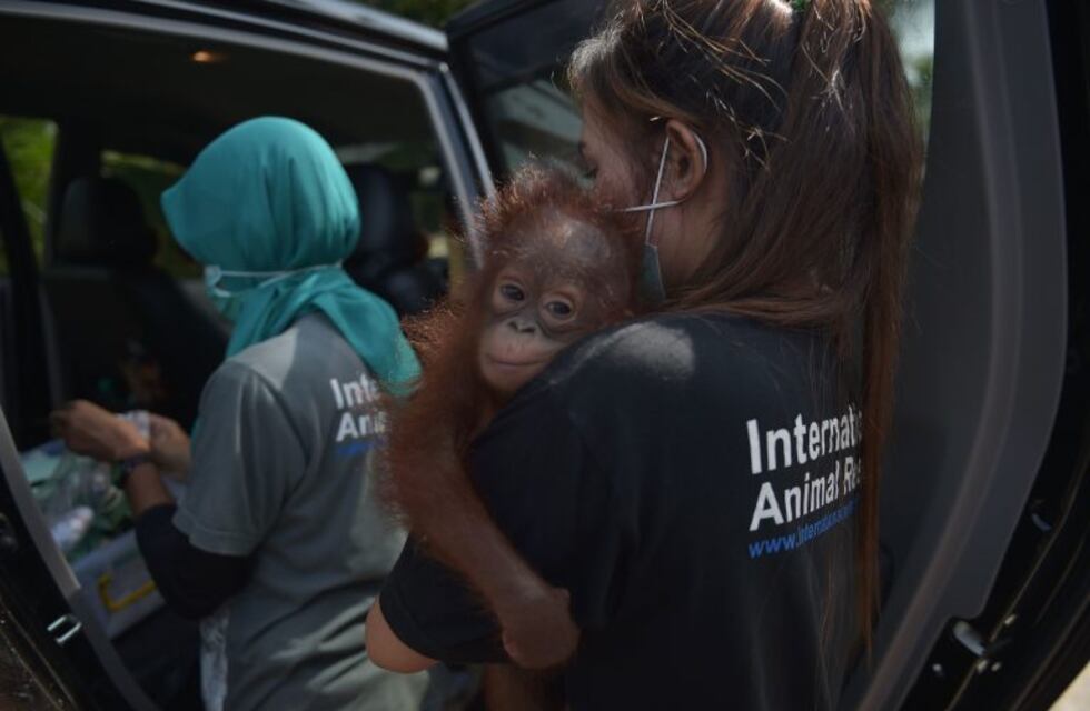El emotivo video de un bebe orangután llorando tras ser rescatado de una jaula