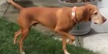 ¿Animal o estatua? El sorprendente perro que se queda totalmente inmóvil (Foto: captura)