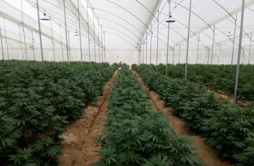Se generarán 700 puestos de trabajo gracias a la producción de cannabis medicinal