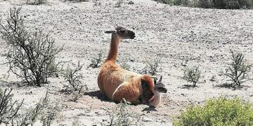 En el parque nació un guanaco y fue la sensación\u002E