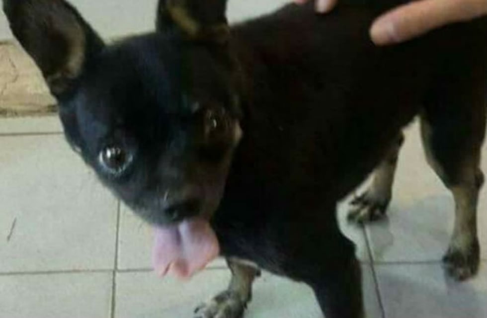 Buscan un chihuahua con un ojito ciego y la lengua partida