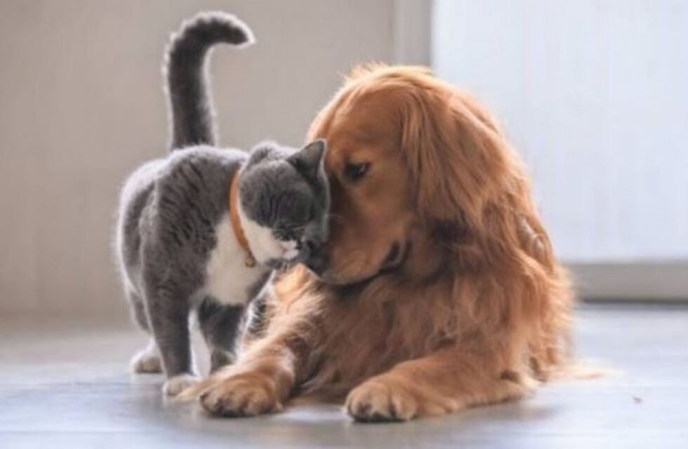 Tener mascotas puede costar más de $7.000