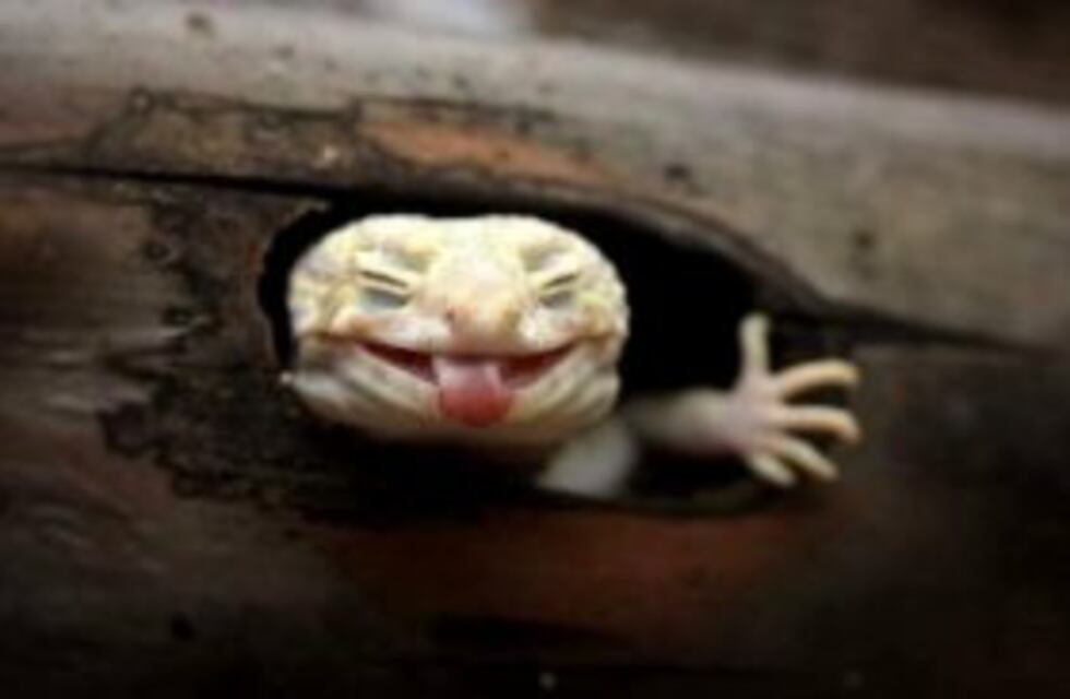 El fotógrafo que saca el lado más divertido del mundo animal