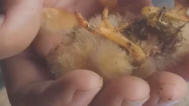 Pollo con cuatro patas en El Sombrerito\u002E (Captura)