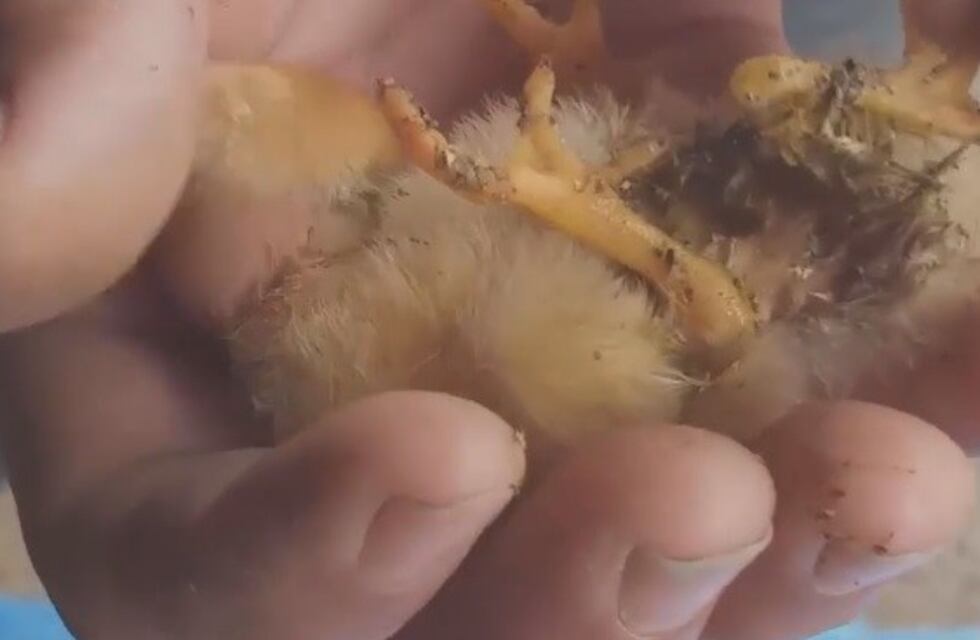 Fenómeno animal: en un pueblo nació un pollito con cuatro patas