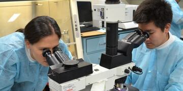 Investigadores platenses crearon un cráneo y un cerebro en 3D de cocodrilos del Mesozoico