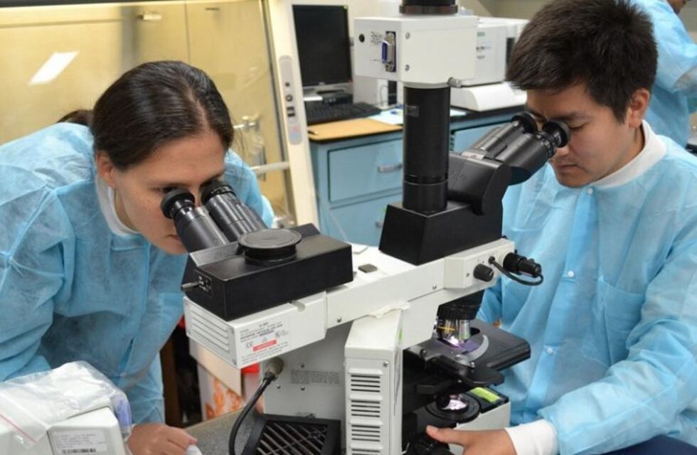 Investigadores platenses crearon un cráneo y un cerebro en 3D de cocodrilos del Mesozoico