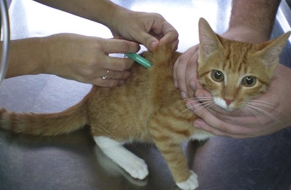 Campaña de vacunación antirrábica en barrios de Río Ceballos