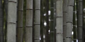 FRA12 HIRAIZUMI (JAPÓN) 14/06/2011\u002E- Varios troncos de bambú fotografiados en el templo Chusonji en Hiraizumi, en la prefectura de Iwate, noreste de Japón, el 12 de mayo de 2011\u002E Hiraizumi alcanzó su máximo desarrollo cultural en el siglo XII tras asimilar las corrientes culturales procedentes de la capital Kioto en sus templos budistas y sus jardines para ser reconocidos como un ejemplo único de cultura regional de la Edad Media japonesa\u002E Esta zona alberga varios templos y ruinas que se remontan a los siglos XI y XII\u002E Un tribunal consultivo que trabaja para la UNESCO ha recomendado la introducción de la zona de Hiraizumi dentro de la lista de lugares Patrimonio de la Humanidad\u002E La denominación de Hiraizumi como patrimonio cultural ayudaría a la región, afectada por el terremoto y posterior tsunami del pasado 11 de marzo\u002E Se prevé que la UNESCO anuncie su decisión en junio\u002E EFE/Franck Robichon japon Hiraizumi  japon templos budistas de Hiraizumi religion budismo templo Chusonji