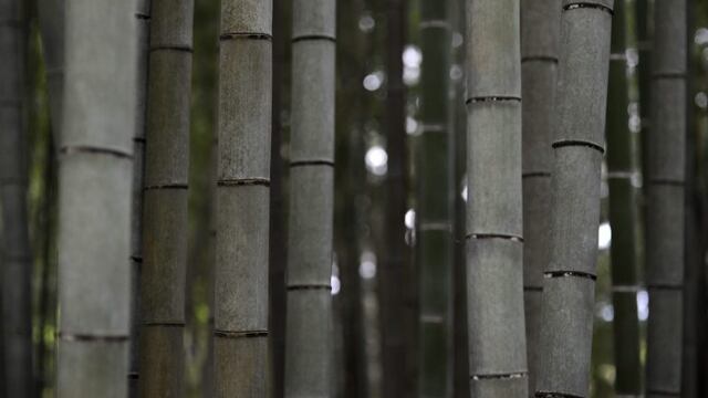 FRA12 HIRAIZUMI (JAPÓN) 14/06/2011\u002E- Varios troncos de bambú fotografiados en el templo Chusonji en Hiraizumi, en la prefectura de Iwate, noreste de Japón, el 12 de mayo de 2011\u002E Hiraizumi alcanzó su máximo desarrollo cultural en el siglo XII tras asimilar las corrientes culturales procedentes de la capital Kioto en sus templos budistas y sus jardines para ser reconocidos como un ejemplo único de cultura regional de la Edad Media japonesa\u002E Esta zona alberga varios templos y ruinas que se remontan a los siglos XI y XII\u002E Un tribunal consultivo que trabaja para la UNESCO ha recomendado la introducción de la zona de Hiraizumi dentro de la lista de lugares Patrimonio de la Humanidad\u002E La denominación de Hiraizumi como patrimonio cultural ayudaría a la región, afectada por el terremoto y posterior tsunami del pasado 11 de marzo\u002E Se prevé que la UNESCO anuncie su decisión en junio\u002E EFE/Franck Robichon japon Hiraizumi  japon templos budistas de Hiraizumi religion budismo templo Chusonji