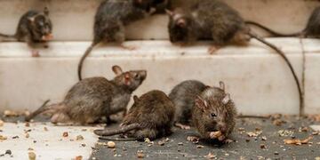 Alerta por un posible caso de Hantavirus en Bahía Blanca