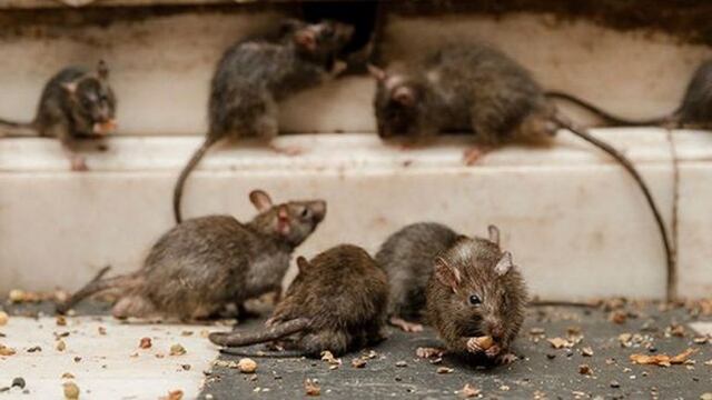 Hantavirus\u002E