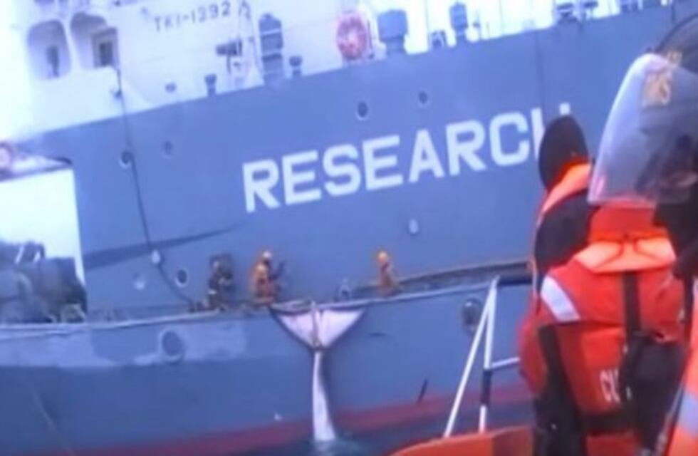 Viral: El video de un buque japonés cazando ballenas en la Antártida