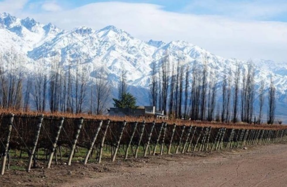 Una bodega argentina fue seleccionada como el "mejor viñedo del mundo"