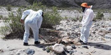 Encontraron varios animales muertos en Belén luego de la crecida del río