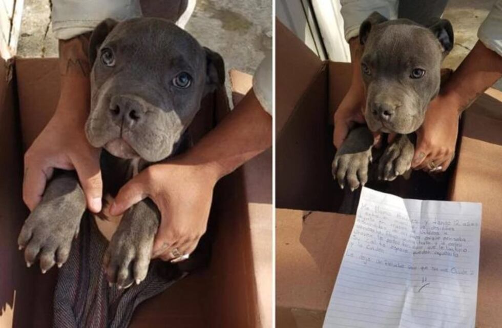 Un nene abandonó su perro en una veterinaria para protegerlo de los golpes que le daba su papá
