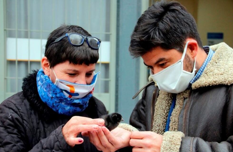 Fomentan la producción de huevos y de pollos en General Alvear
