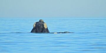Se visualizó una ballena en las costas marplatenses