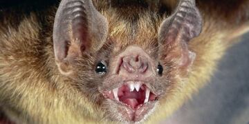 Preocupa en Tandil el aumento de casos de rabia