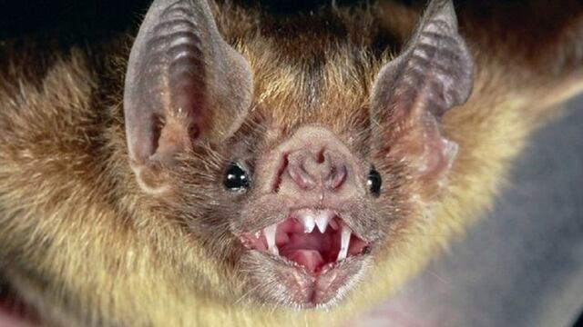 Preocupa en Tandil el aumento de casos de rabia