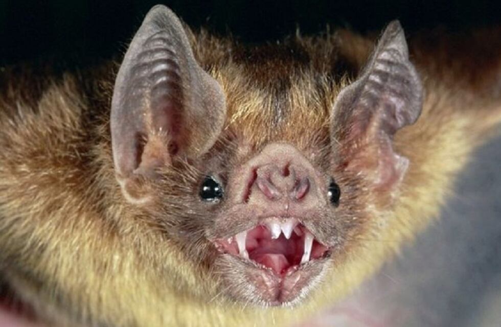 Preocupa en Tandil el aumento de casos de rabia